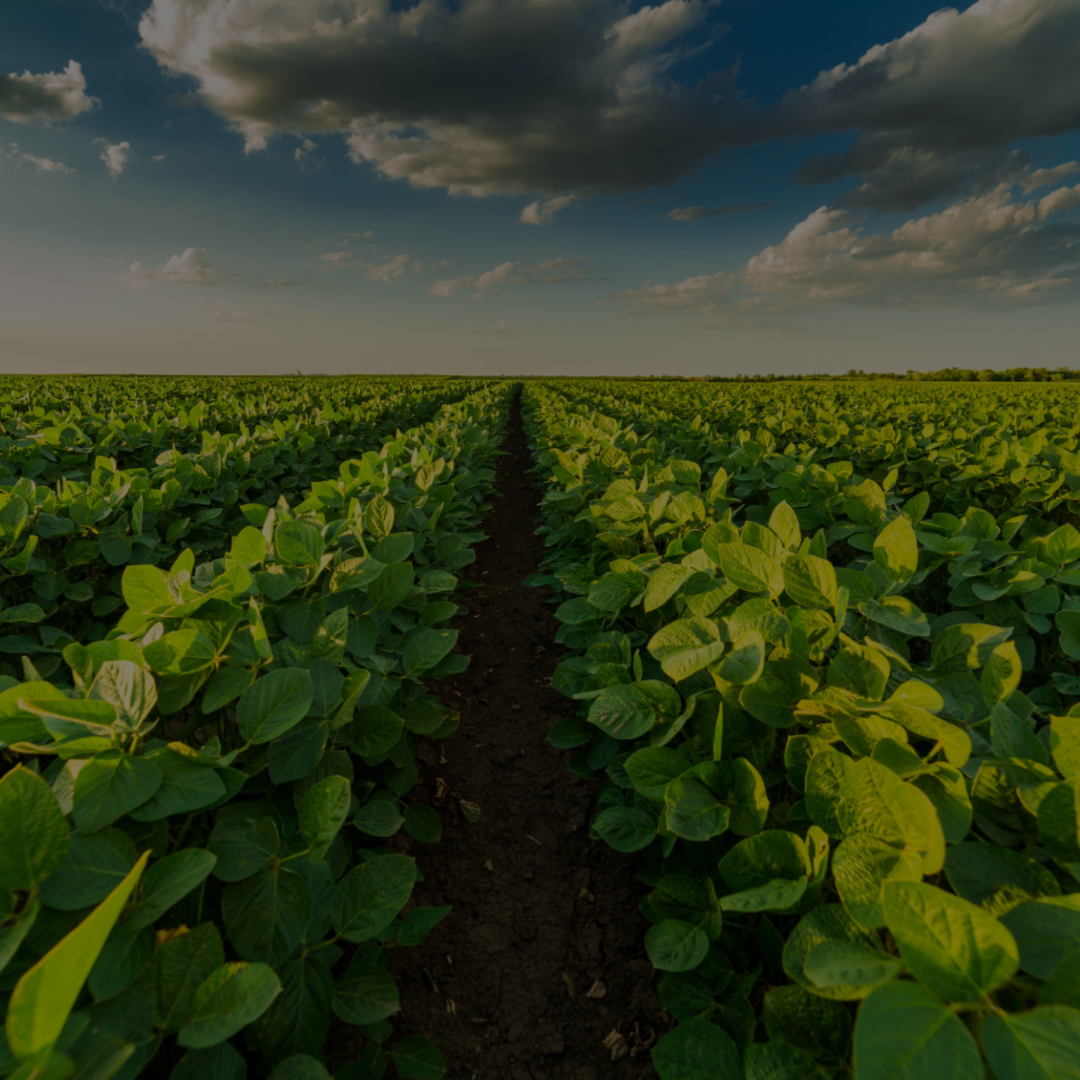 Scientific Agriculture: A Catalyst for Food Sustainability
